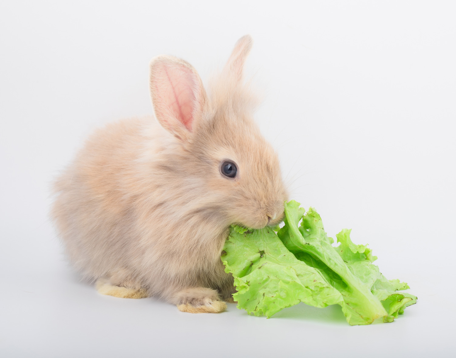 Iceberg Lettuce Could Kill Your Rabbit 7 Surprising Foods You Shouldn