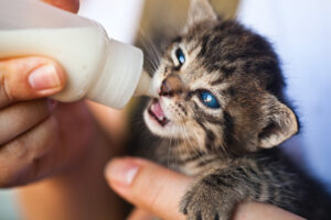 what to do if you find kittens bottle feeding