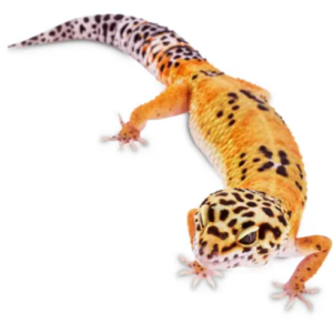 leopard gecko facts