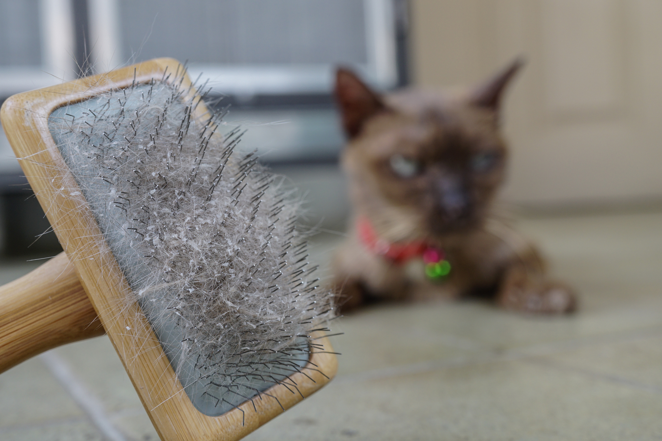 How to Get Rid of Cat Dandruff Keeping It Pawsome