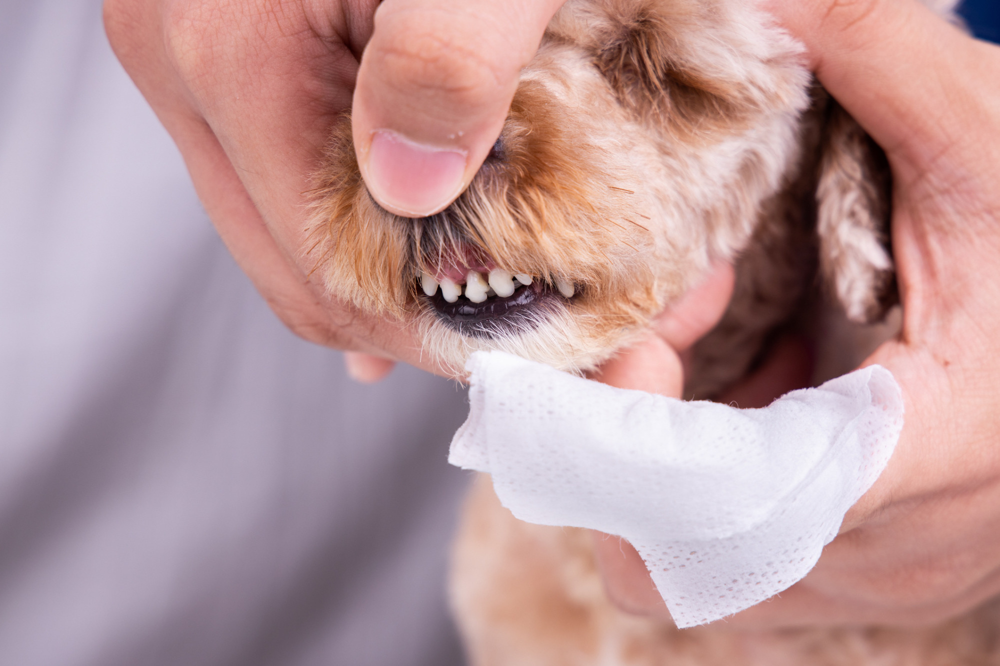 How to Care for Your Dog's Teeth Without Brushing