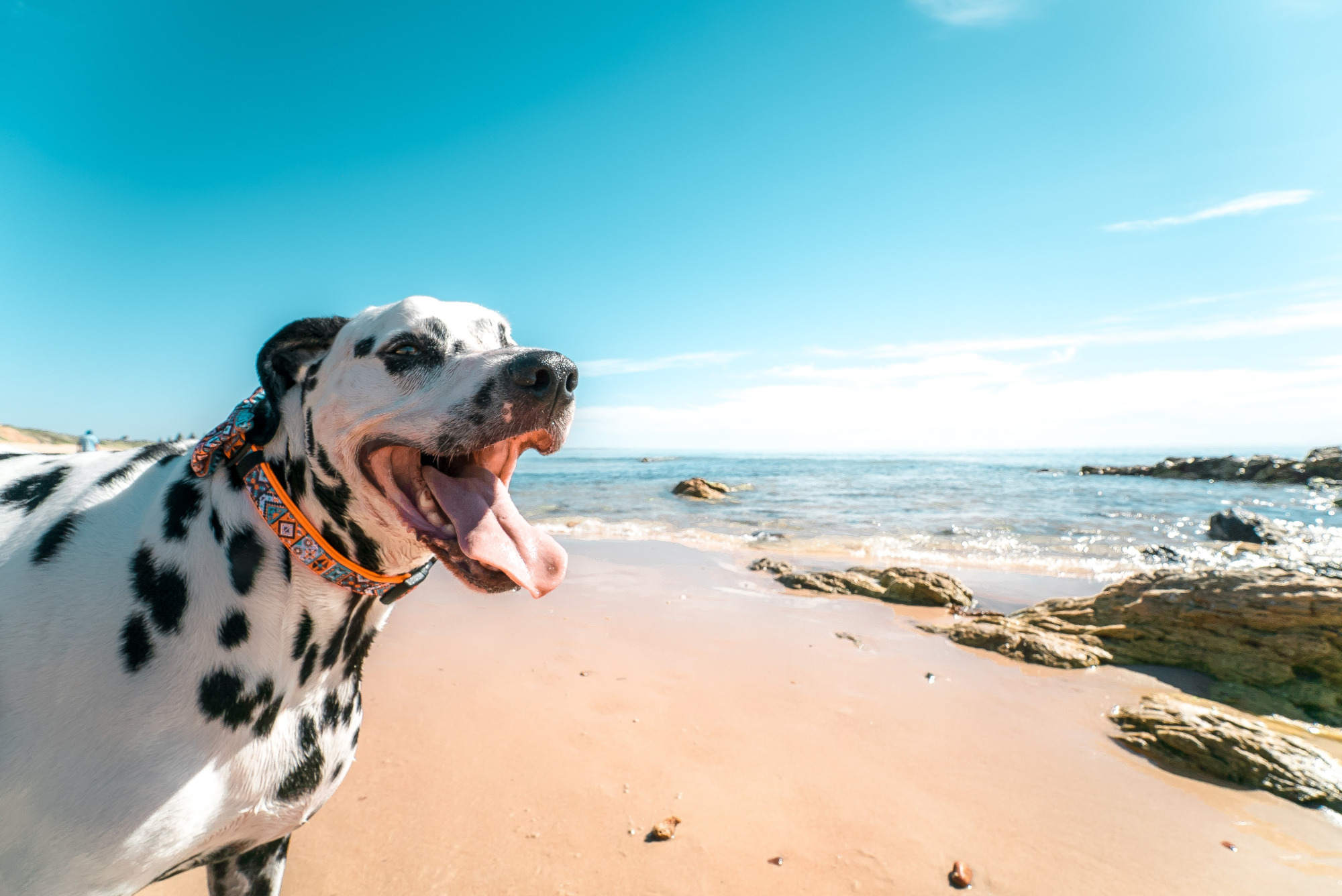 can dalmatians get sunburn