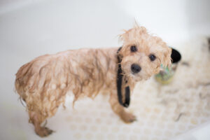 how to get rid of dog dandruff