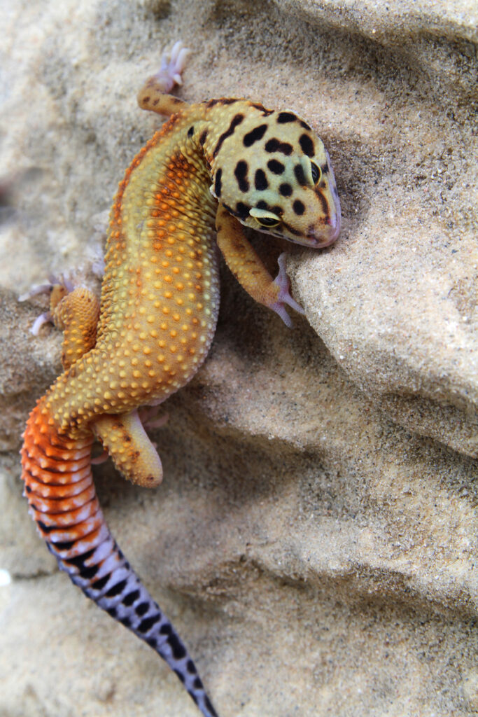 6-surprising-leopard-gecko-facts-keeping-it-pawsome