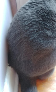 obese cat dandruff