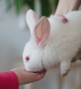 white pet rabbit breed