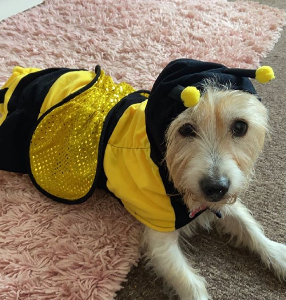 20 Of The Sweetest, Spookiest And Cutest Halloween Dogs Of 2020