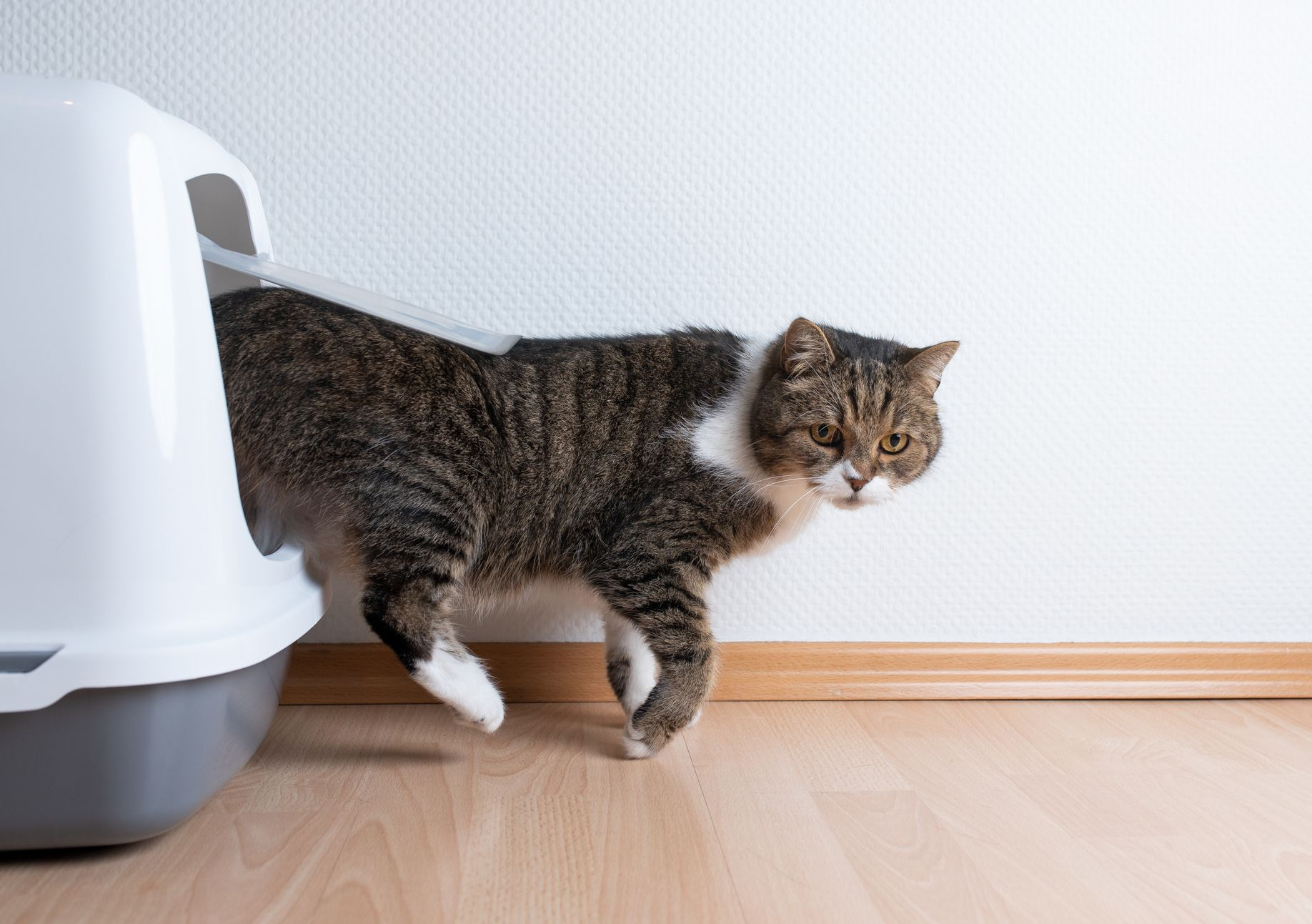 The Truth About Litter Boxes Keeping It Pawsome