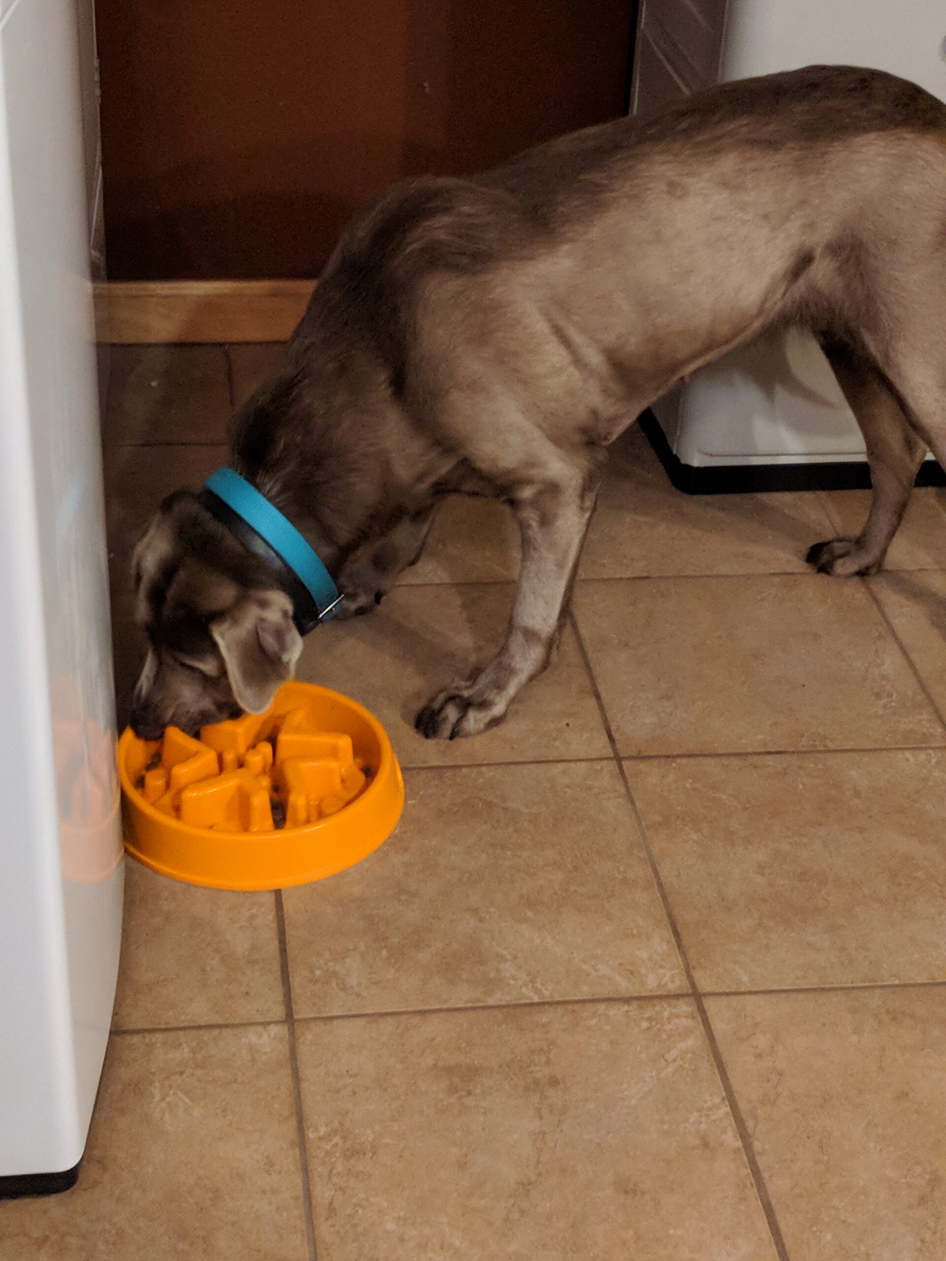 Simply Pets Online Slow Feed Dog Bowl Review: Keeping It Pawsome