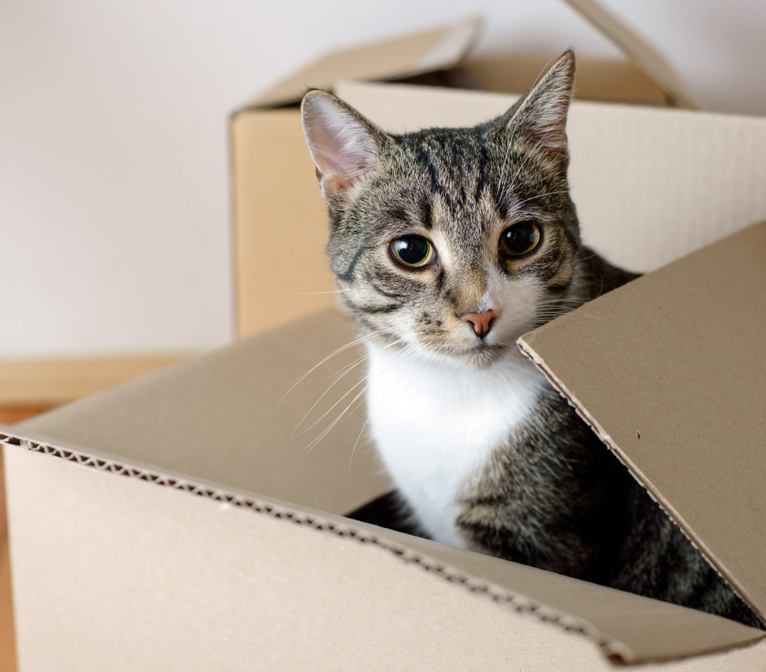 Moving with Pets - What You Need to Know : Keeping It Pawsome