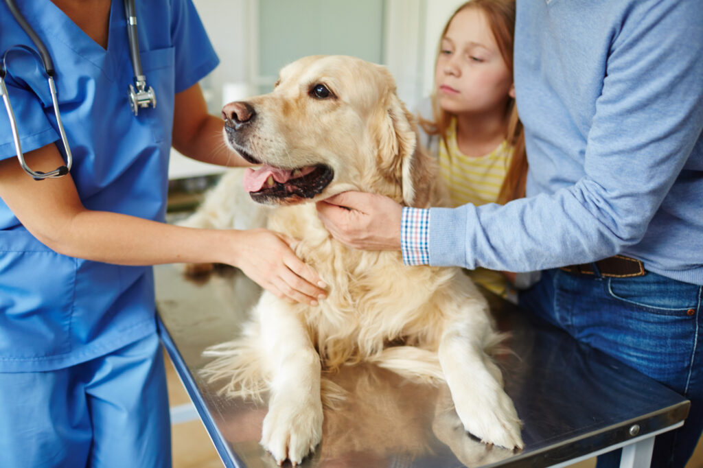 the-top-10-things-veterinarians-wish-you-wouldn-t-do